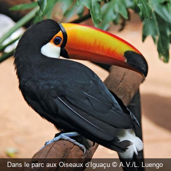 Dans le parc aux Oiseaux d’Iguaçu A.V./L. Luengo