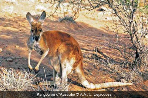 Kangourou d’’Australie A.V./C. Dejacques