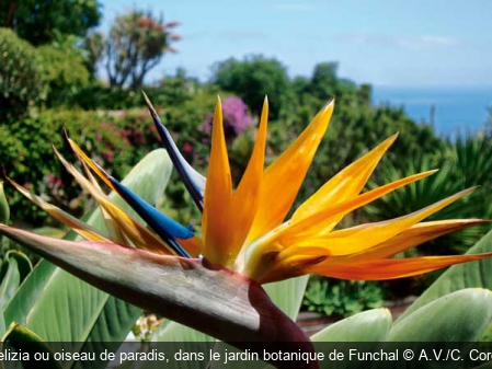 Strelizia ou oiseau de paradis, dans le jardin botanique de Funchal A.V./C. Cordier