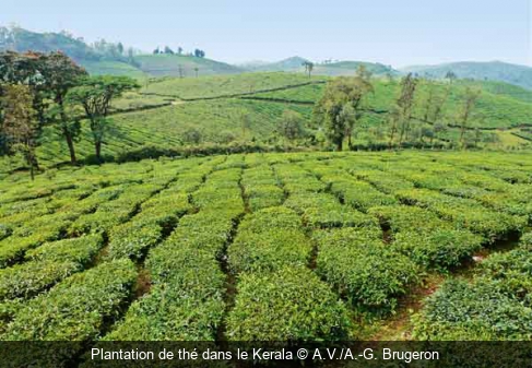 Plantation de thé dans le Kerala A.V./A.-G. Brugeron