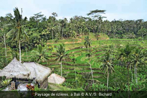 Paysage de rizières, à Bali A.V./S. Bichard
