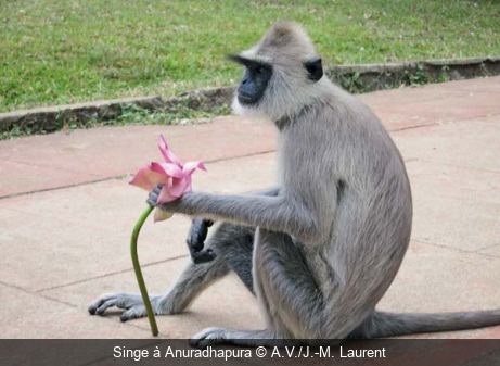 Singe à Anuradhapura  A.V./J.-M. Laurent