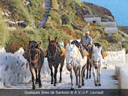 Quelques ânes de Santorin  A.V./J-P. Levrault
