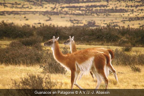 Guanacos en Patagonie A.V./J.-J. Abassin