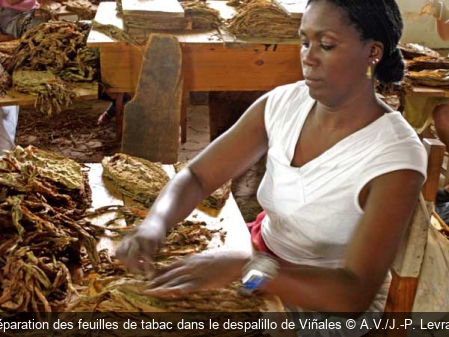Préparation des feuilles de tabac dans le despalillo de Viñales A.V./J.-P. Levrault