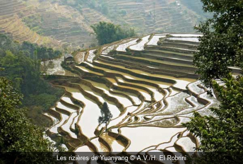 Les rizières de Yuanyang A.V./H. El Robrini