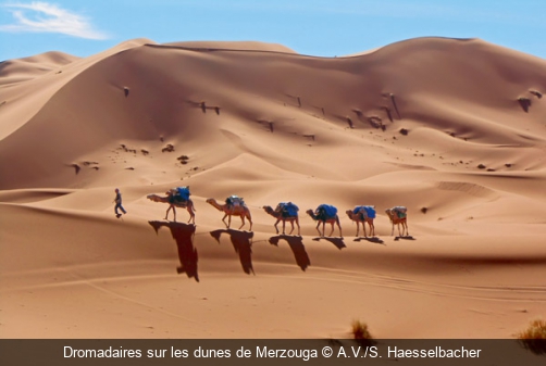 Dromadaires sur les dunes de Merzouga A.V./S. Haesselbacher