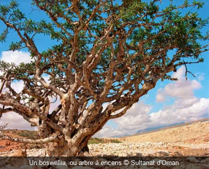 Un boswellia, ou arbre à encens Sultanat d'Oman