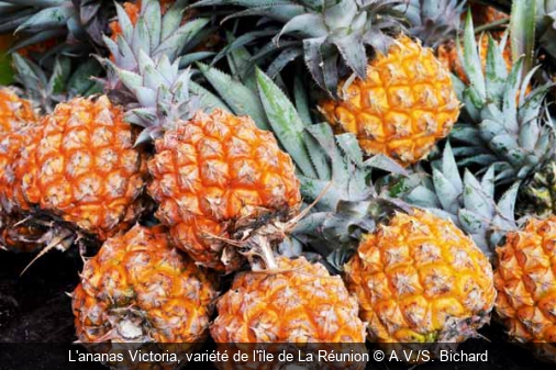 L'ananas Victoria, variété de l'île de La Réunion A.V./S. Bichard