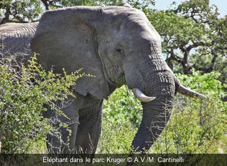 Éléphant dans le parc Kruger A.V./M. Cantinelli