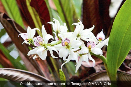 Orchidée dans le parc national de Tortuguero A.V./R. Ghio