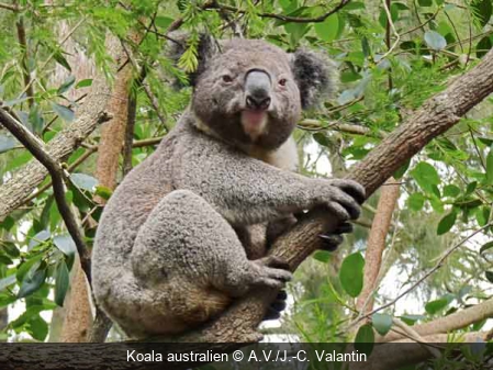 Koala australien A.V./J.-C. Valantin