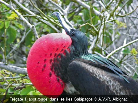 Frégate à jabot rouge, dans les îles Galápagos A.V./R. Albignac