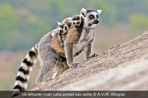 Un lémurien maki catta portant ses petits  A.V./R. Albignac