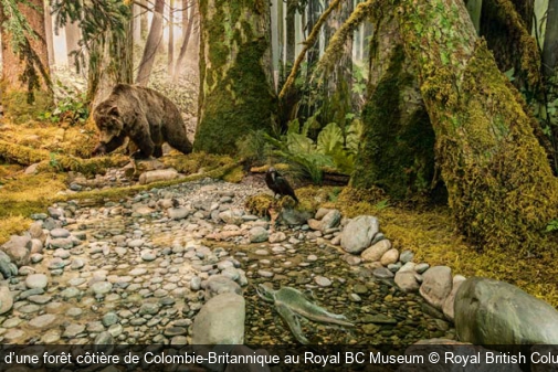 Reconstitution d’une forêt côtière de Colombie-Britannique au Royal BC Museum Royal British Columbia Museum
