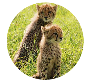 Voyage Afrique Du Sud Voyage Culturel Avec Arts Et Vie