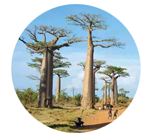 Voyage culturel à Madagascar