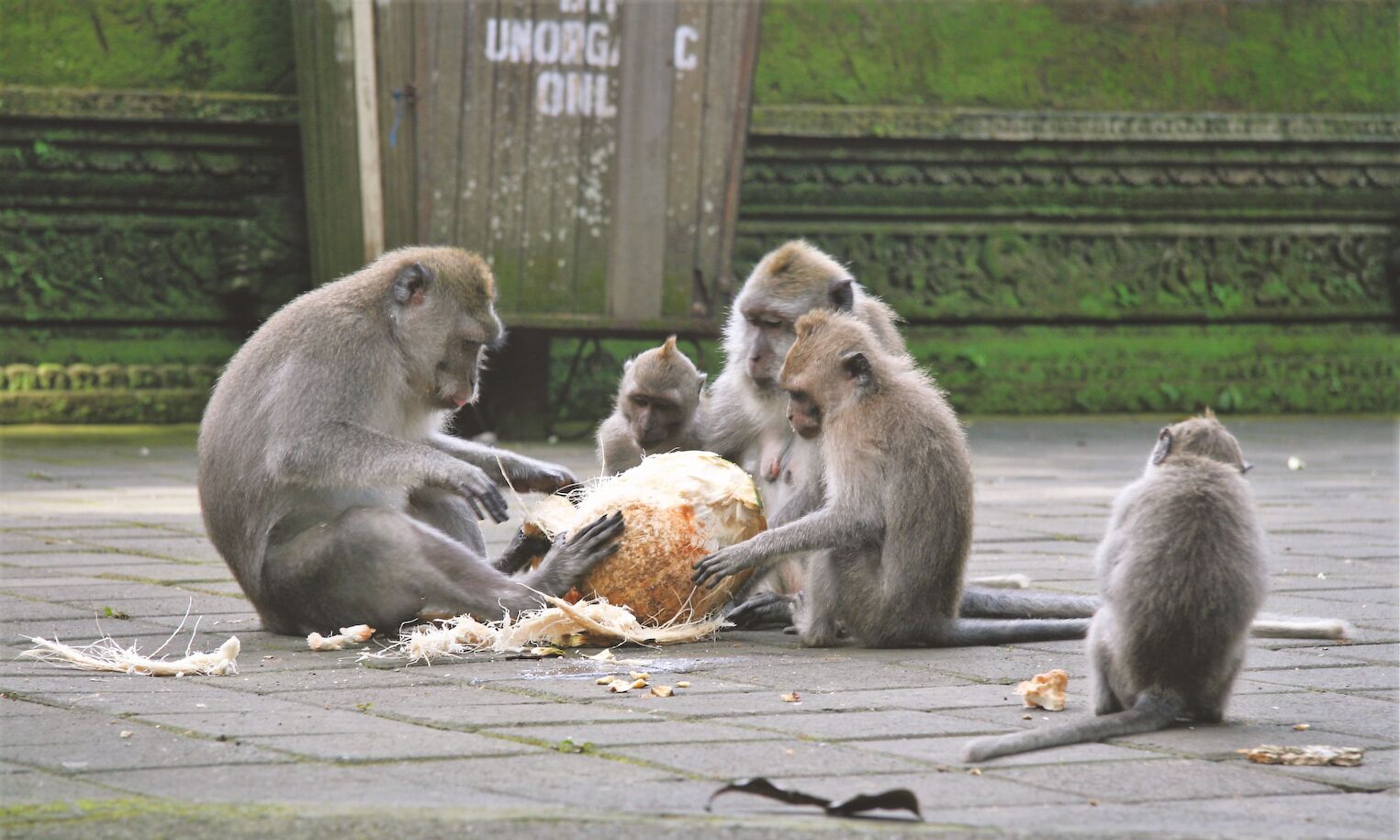 Singes mangeant une noix de coco