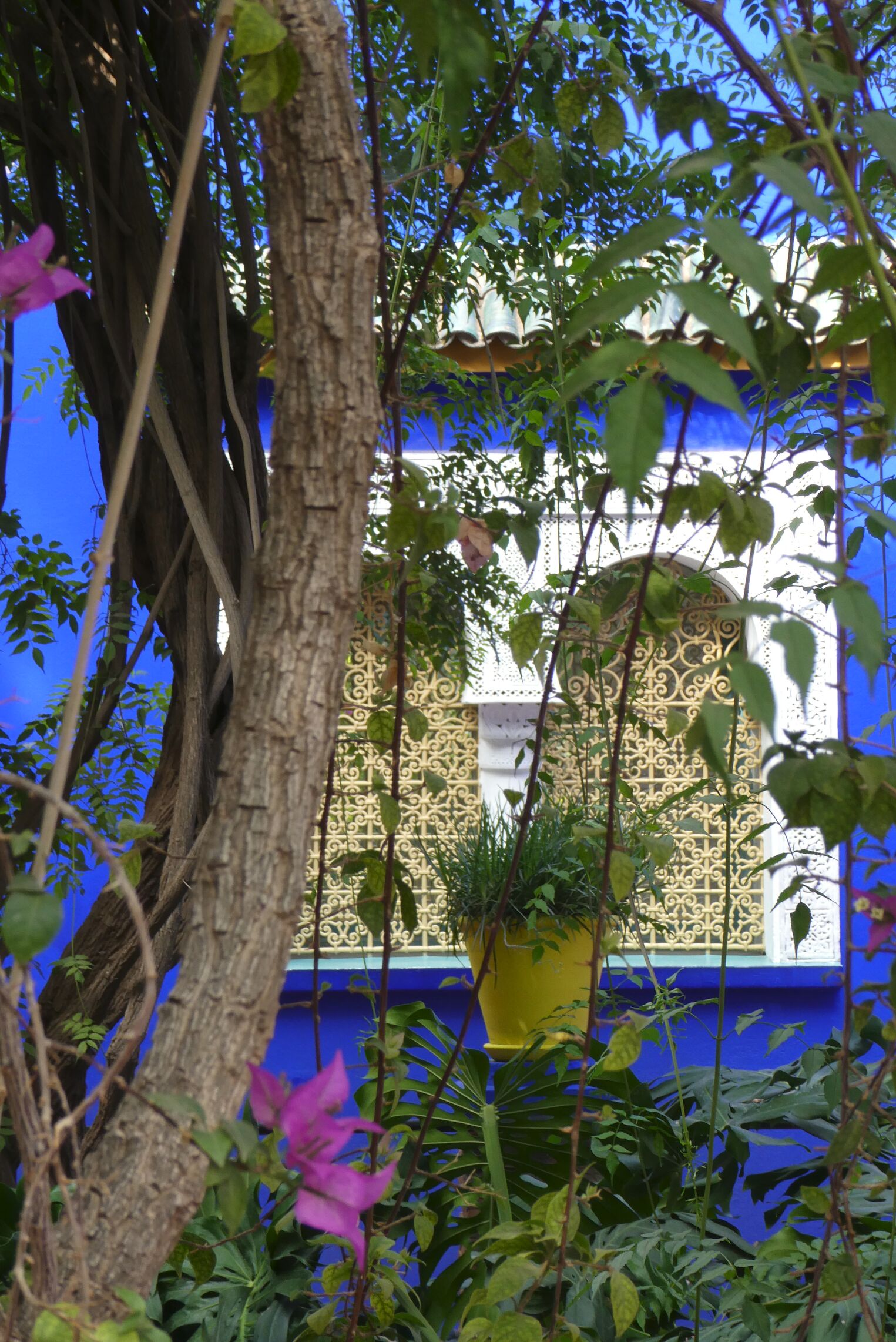 Dans le jardin Majorelle