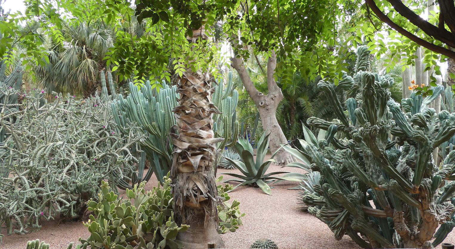 Dans le jardin Majorelle