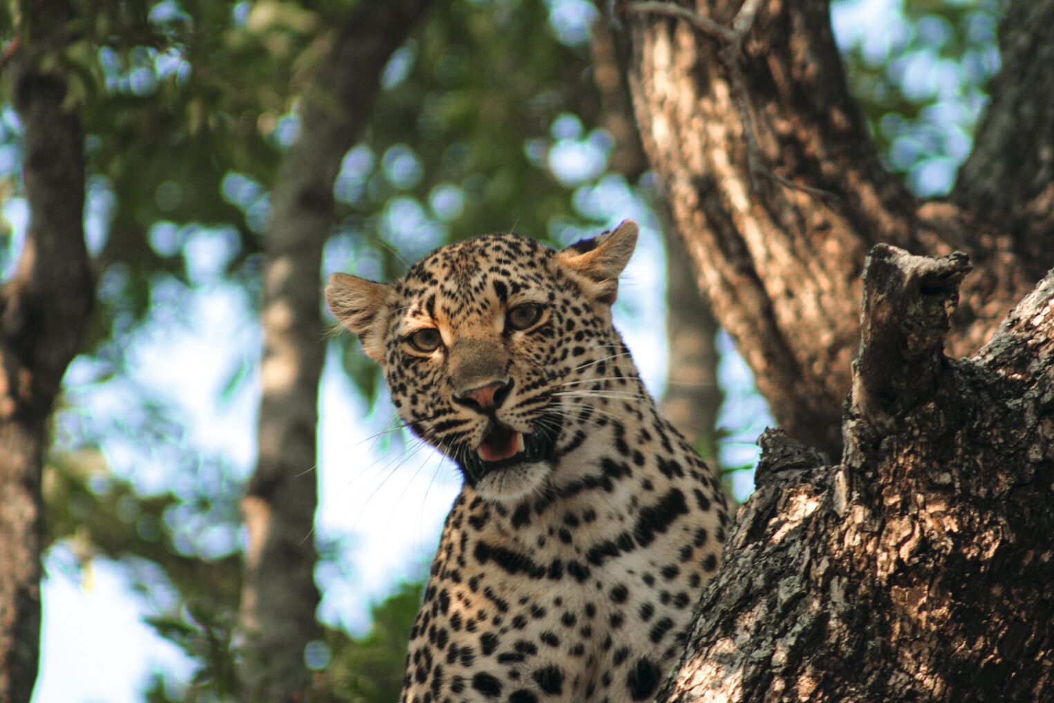 Un léopard dans le parc Kruger