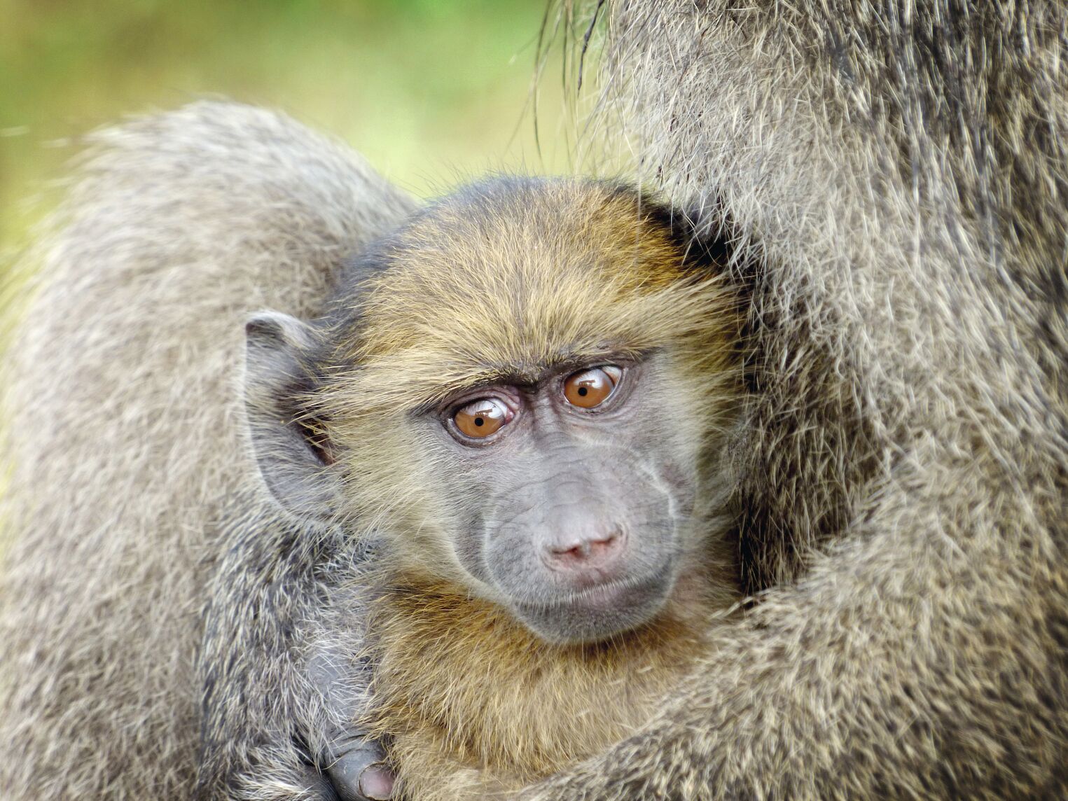 Un jeune singe dans les bras de sa mère dans le parc Kruger