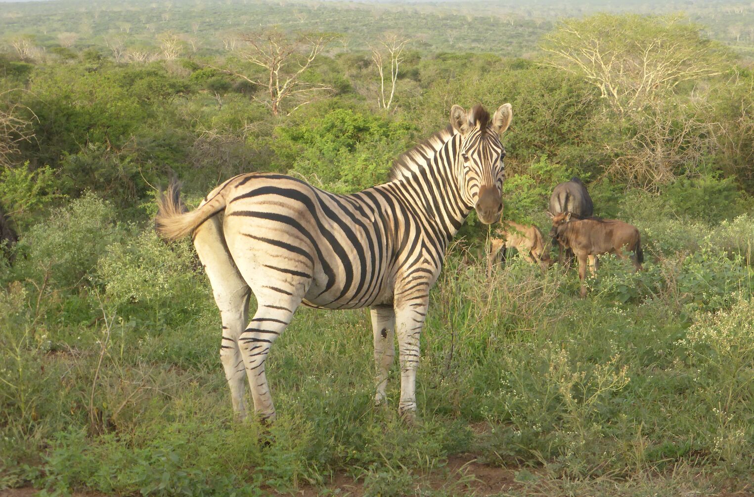 Zèbre dans le parc Kruger