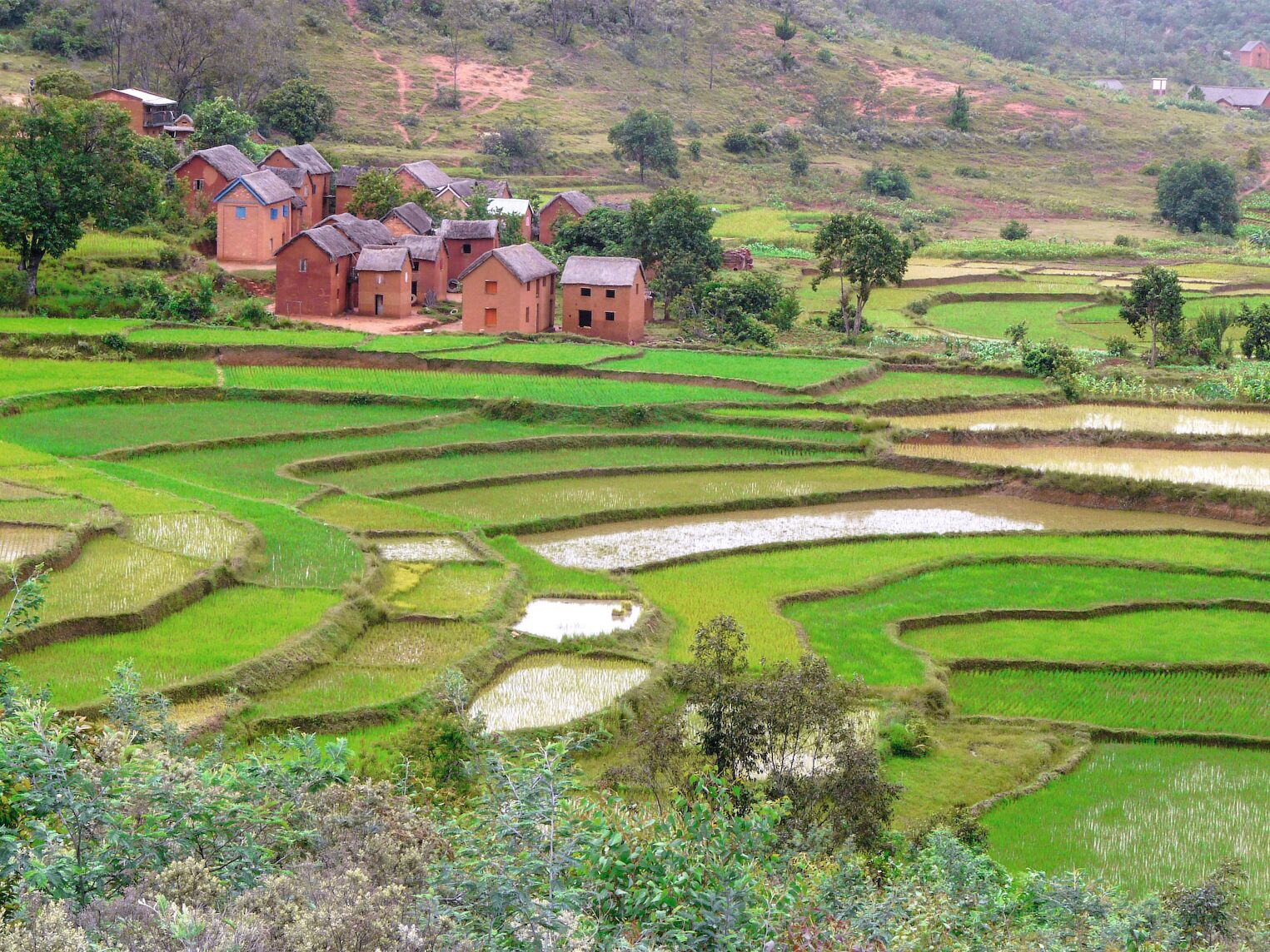 Des rizières et un village dans les Hautes Terres de Madagascar