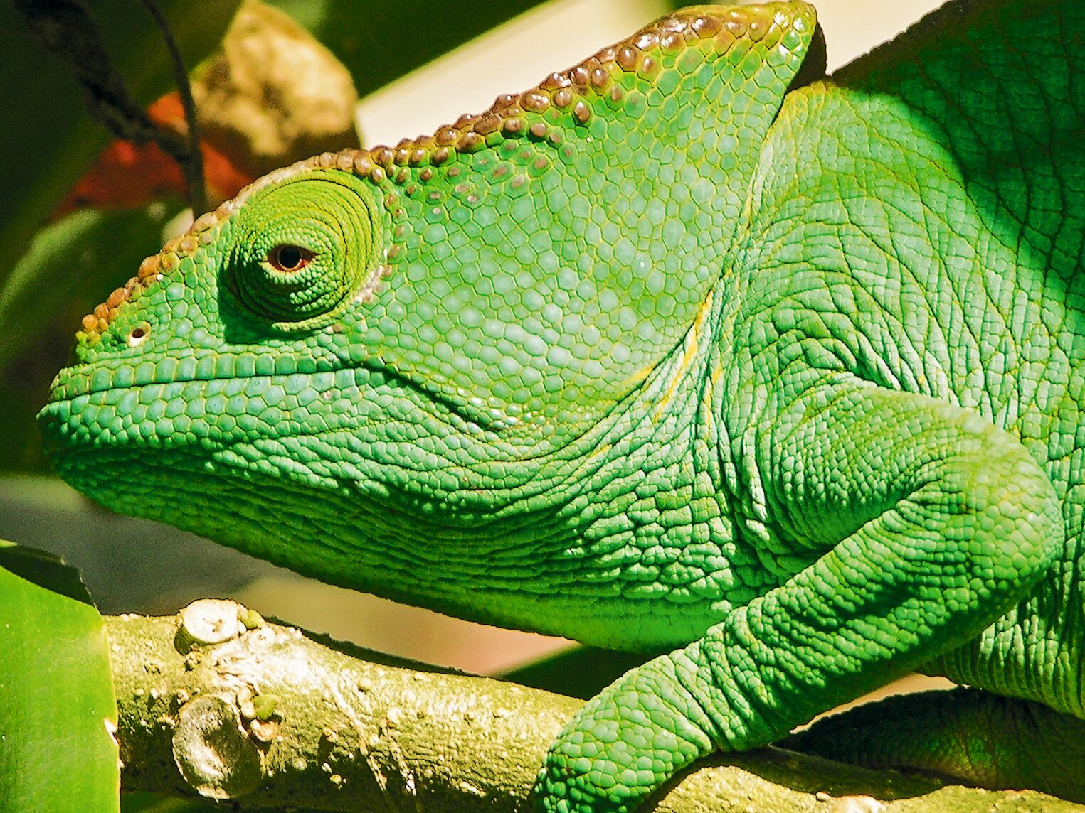 Caméléon à Madagascar