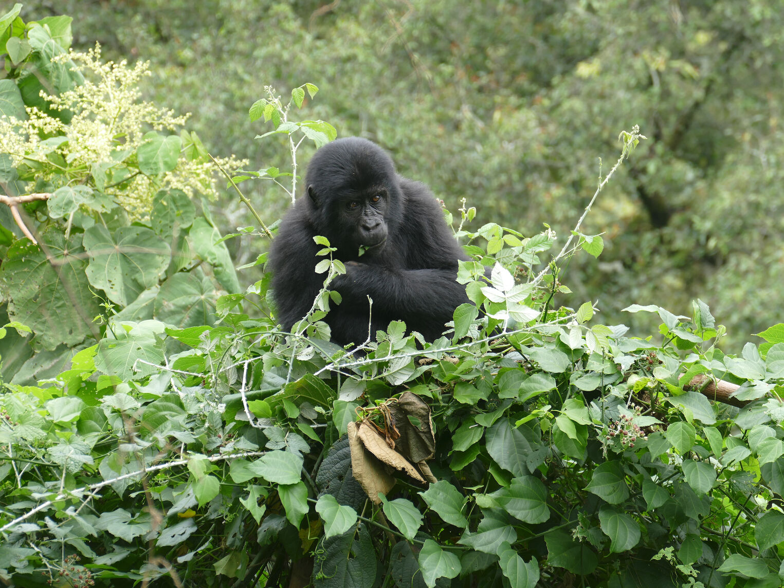 Jeune gorille dans le parc de Bwindi