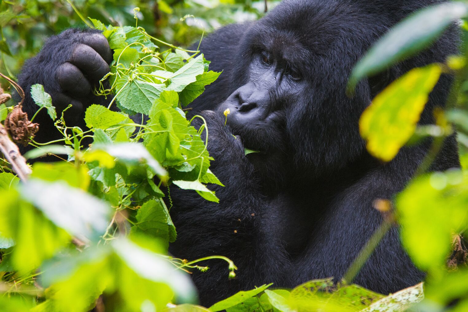 des gorilles dans le parc Bwindi
