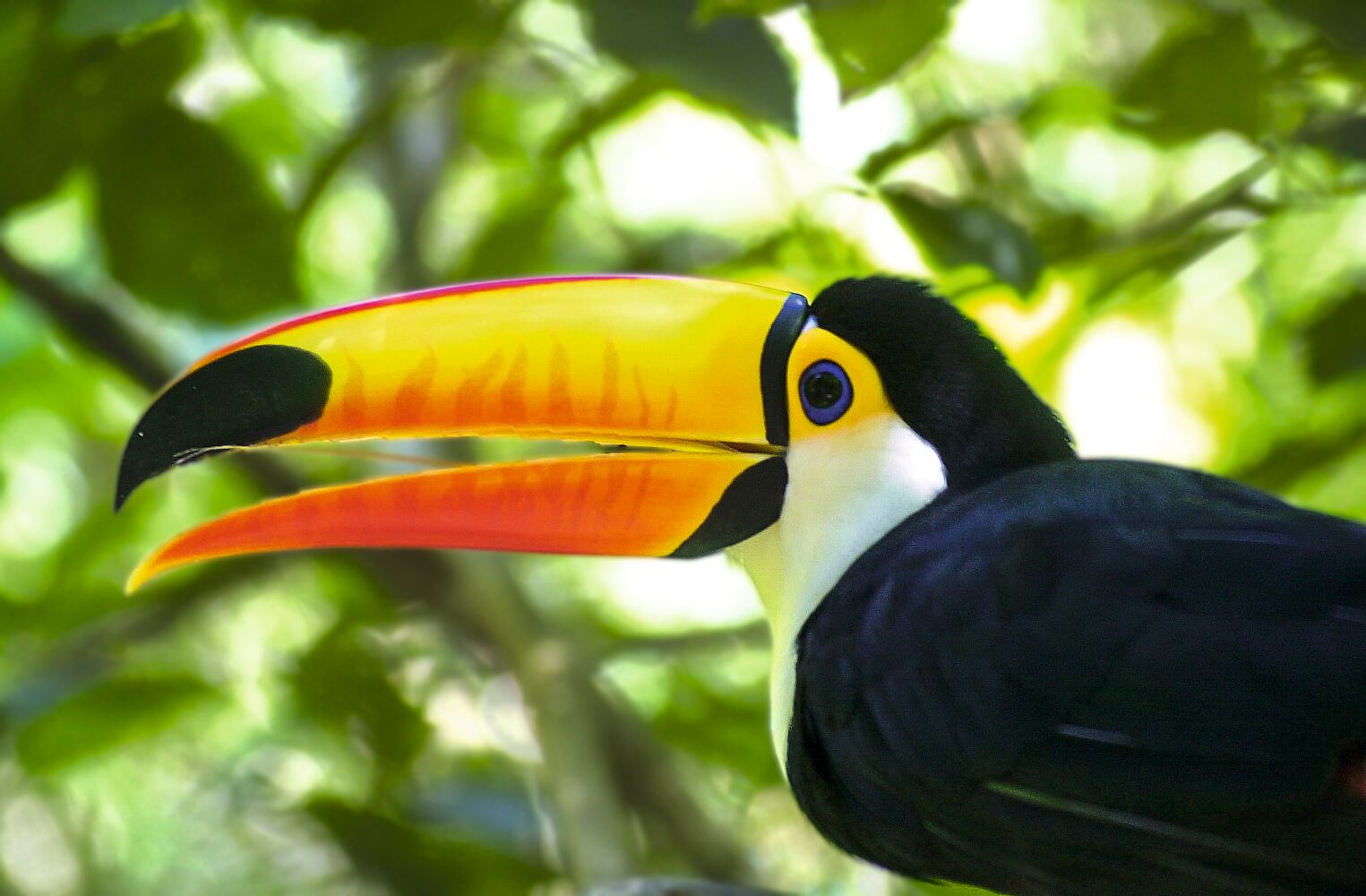 Un toucan en Amazonie