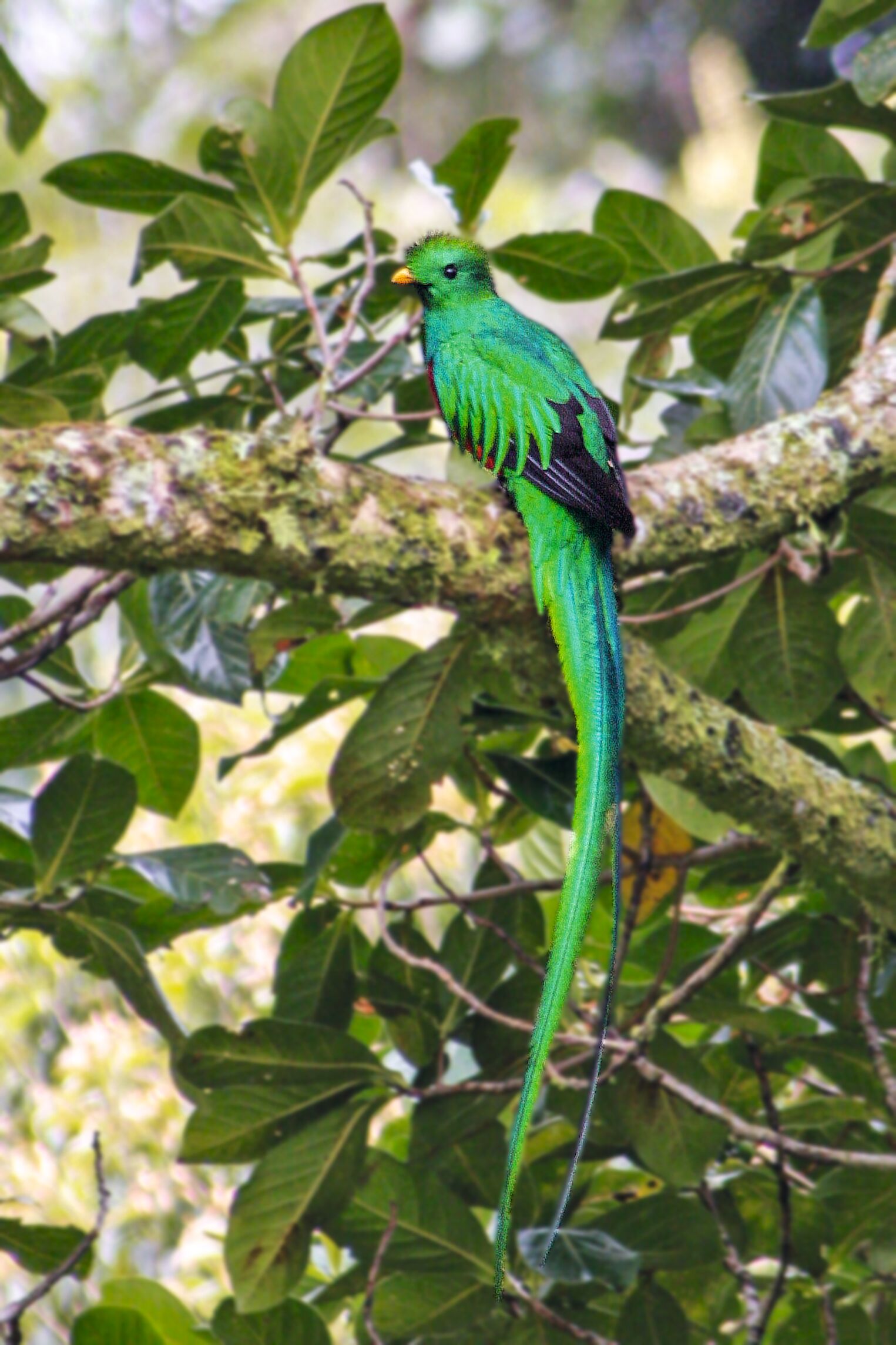 Le fameux quetzal