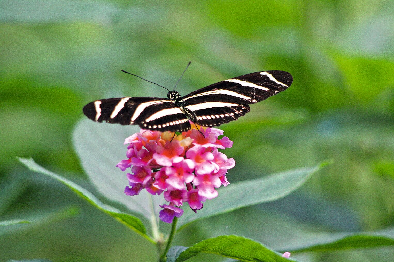 Un papillon dans la réserve de Monteverde