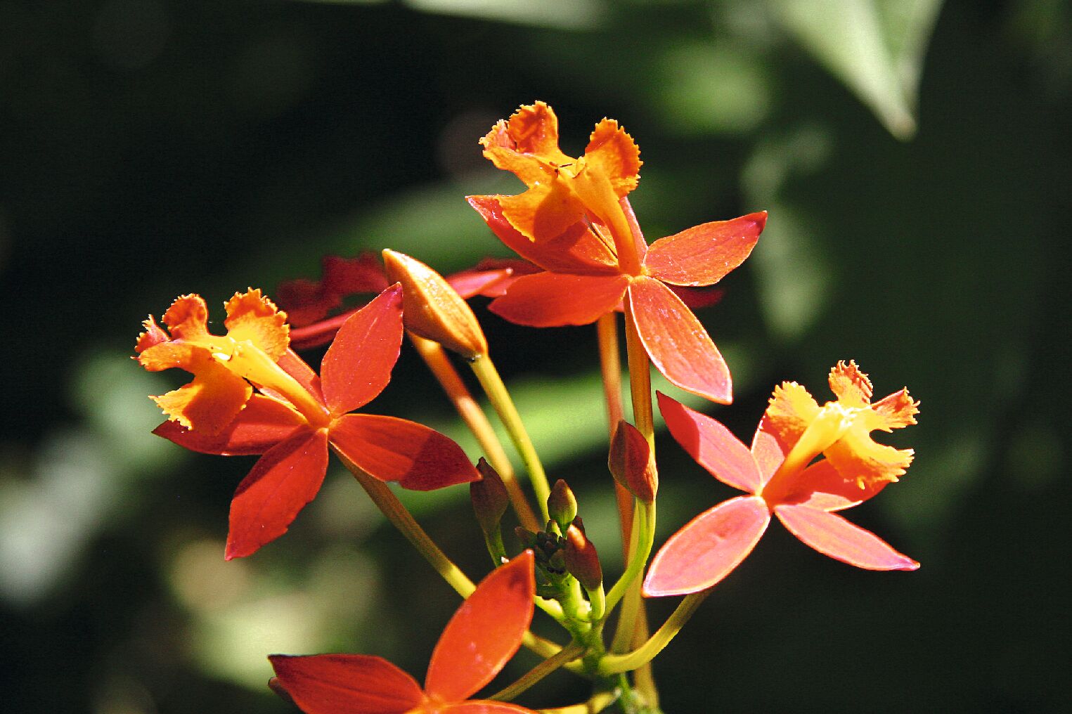 Fleur d’Épidendron au Costa Rica