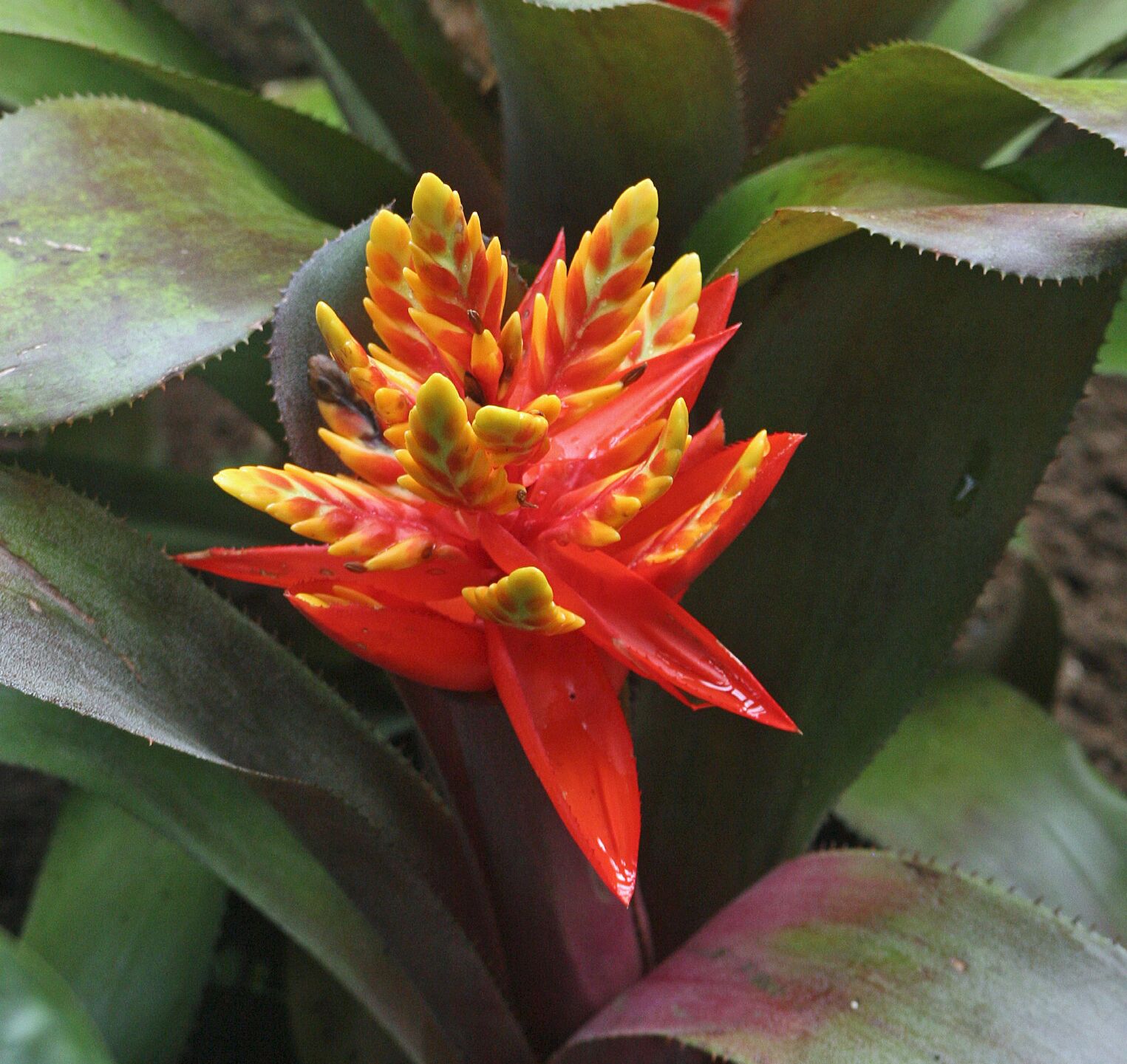 Aechmea, plante de la famille des broméliacées