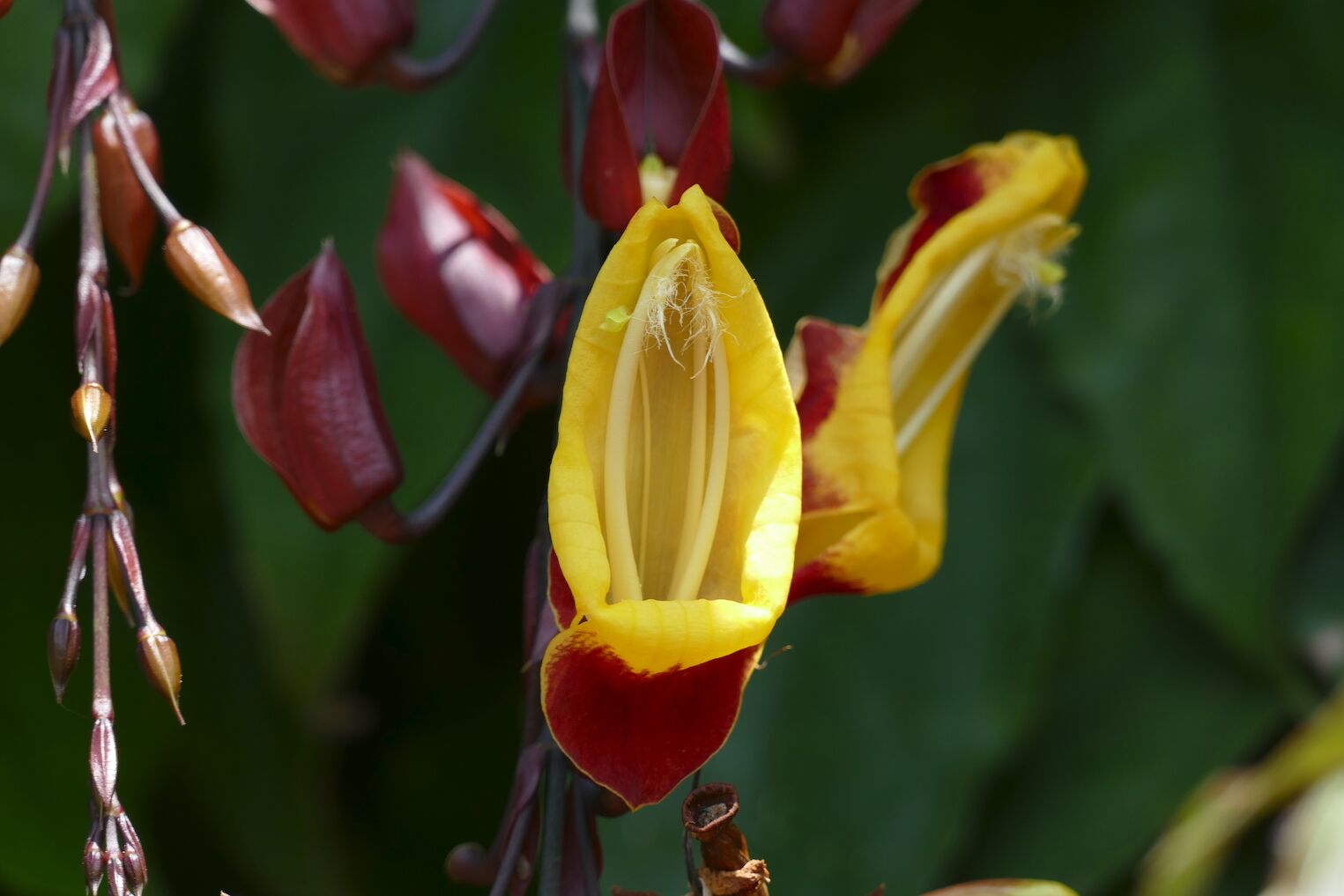 Thunbergia ou liane de Mysore
