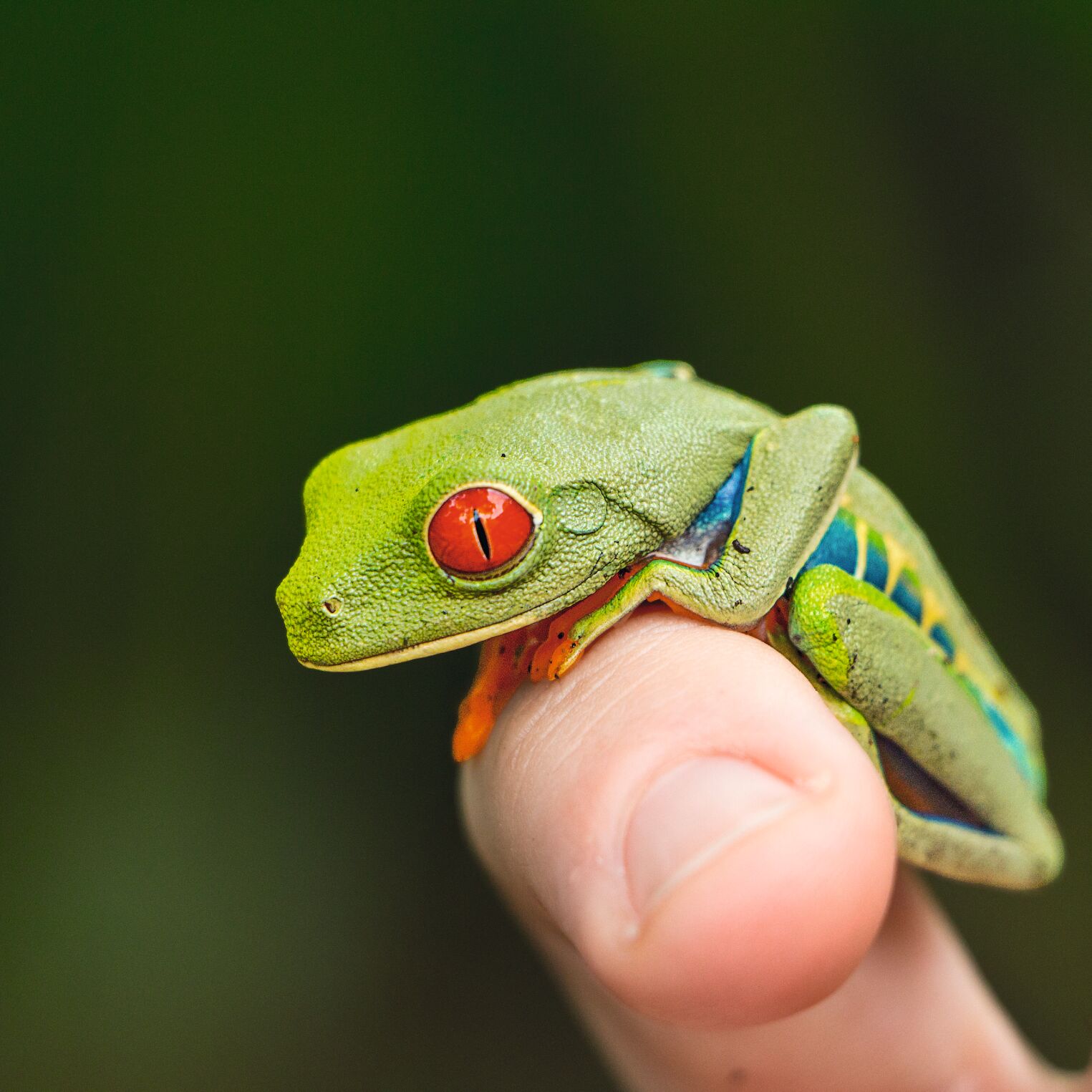 Rainette aux yeux rouges au Costa Rica