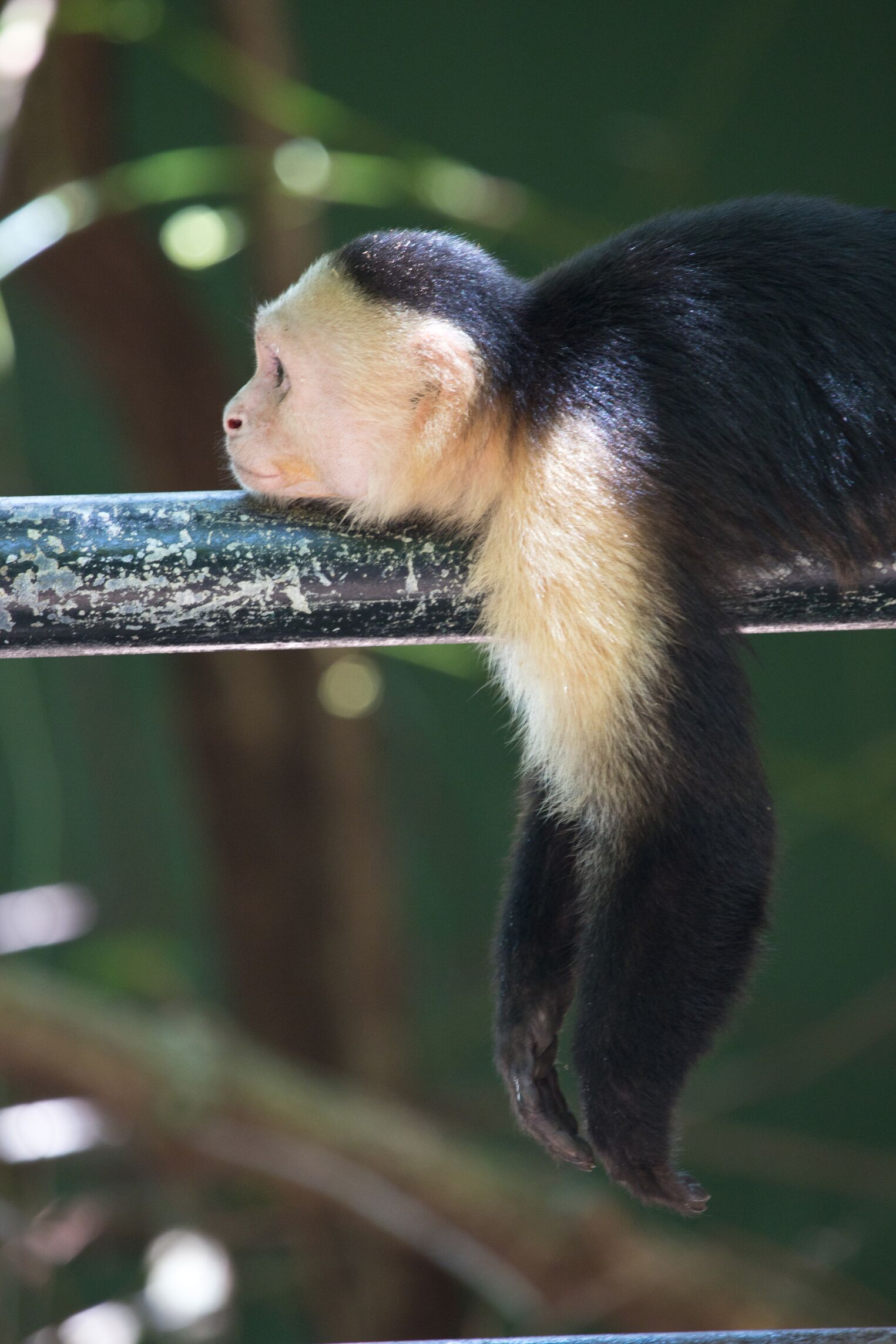Singe capucin dans le parc national Manuel Antonio