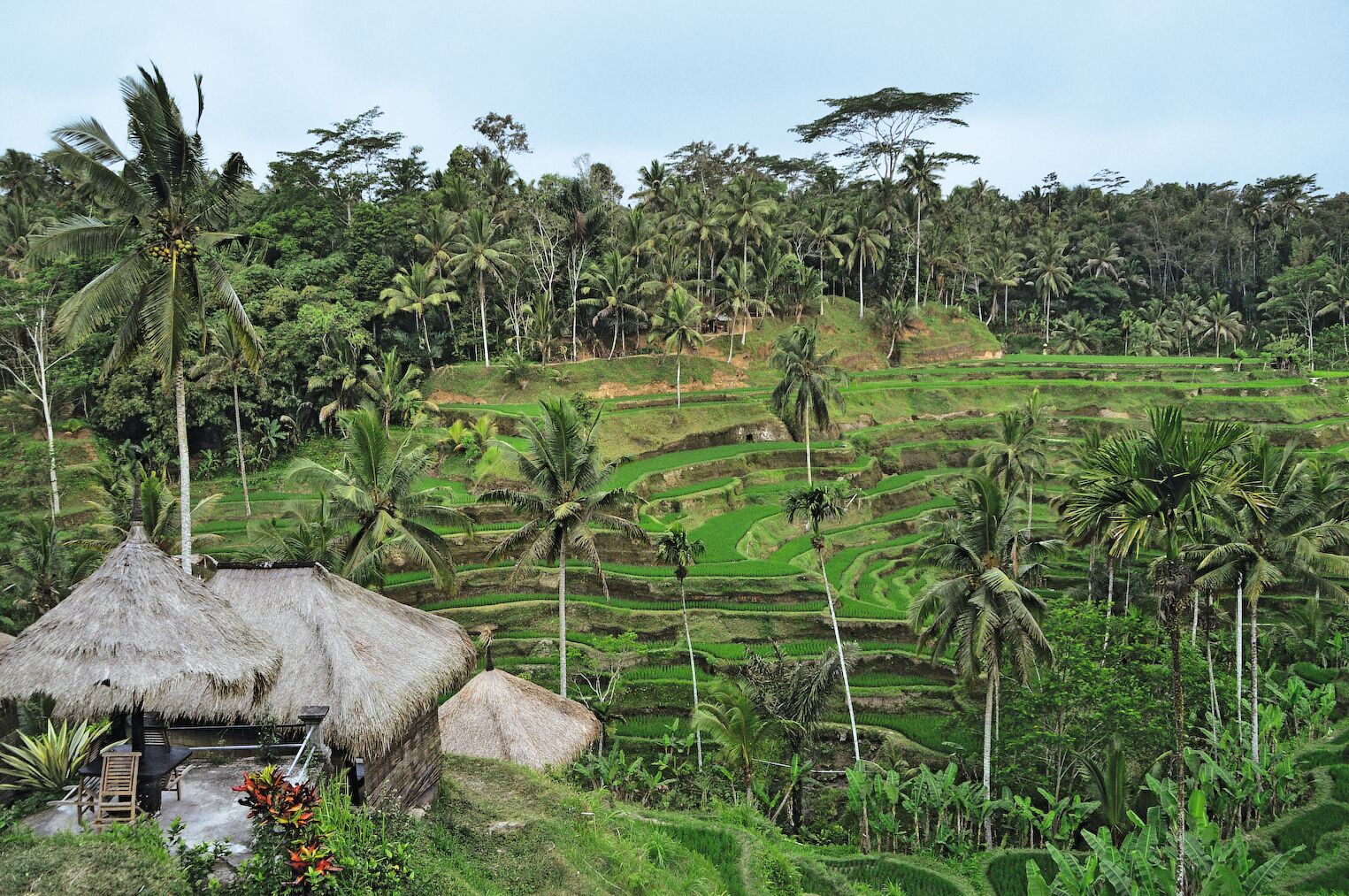 Paysage de rizières à Bali en Indonésie