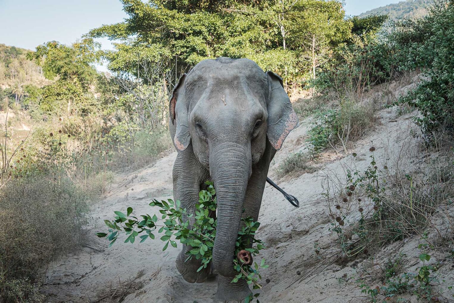 éléphant du sanctuaire Mekong Elephant Park