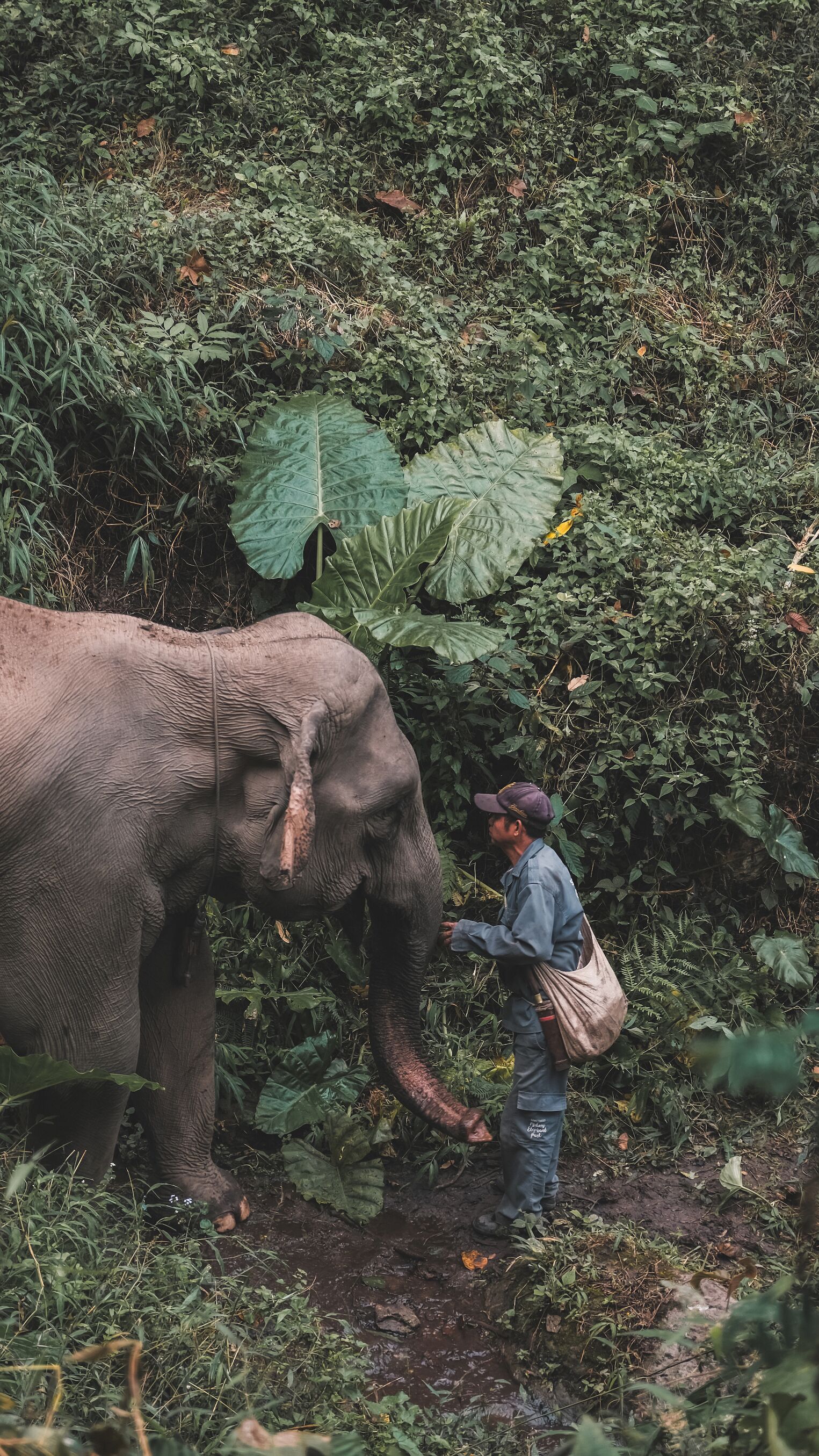 Éléphant et son mahout au Mekong Elephant Park