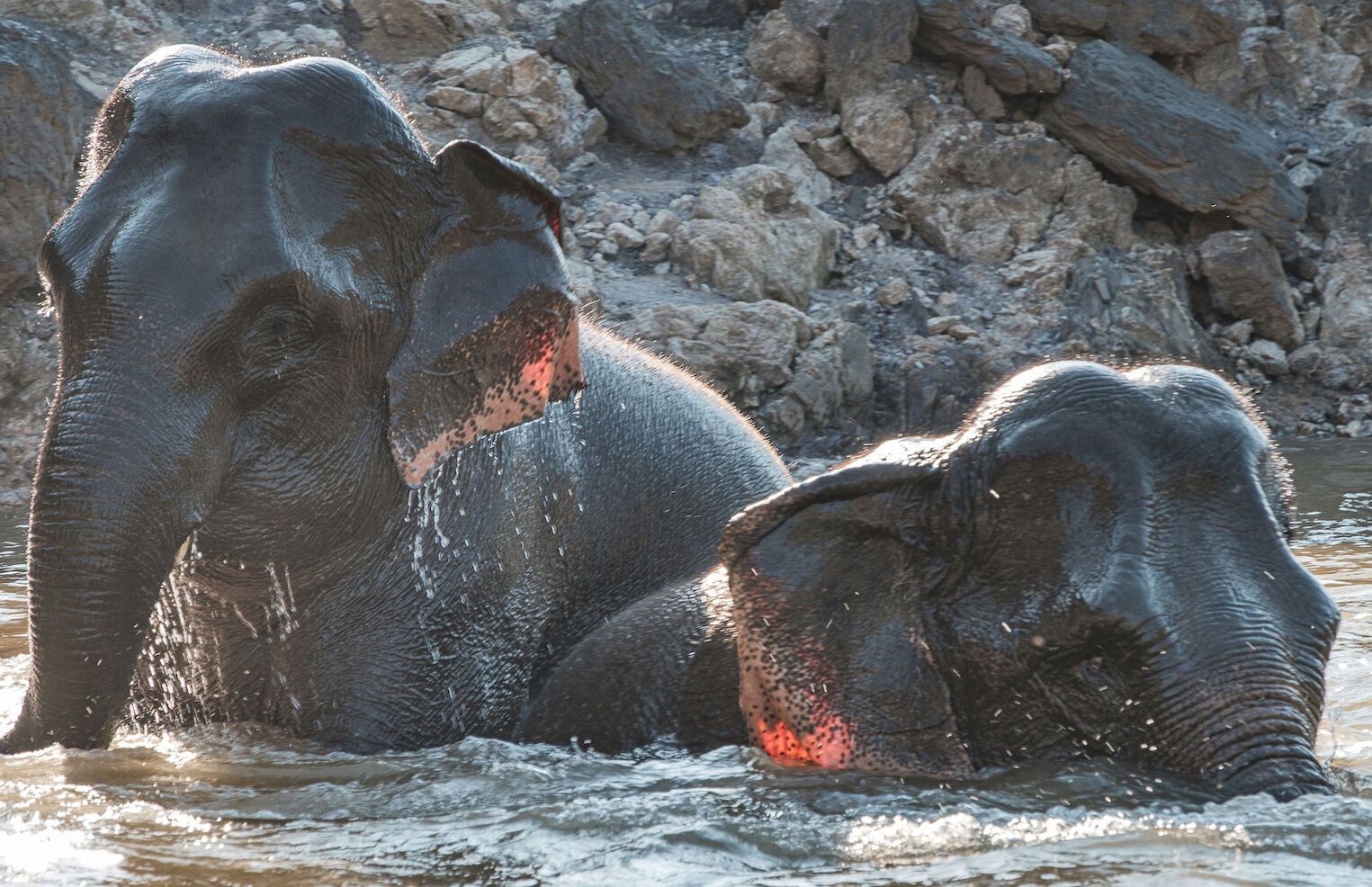 Baignade des éléphants dans le Mekong au Mekong Elephant Park