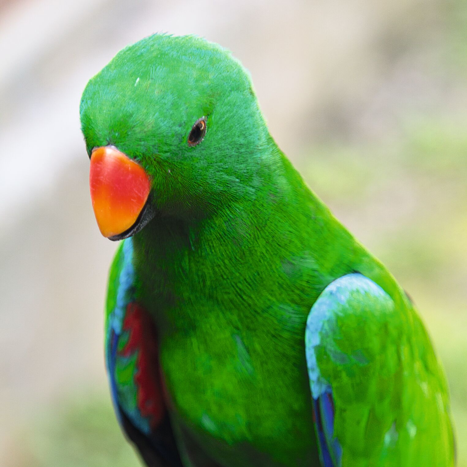 Perroquet eclectus au Bird Park de Kuala Lumpur en Malaisie