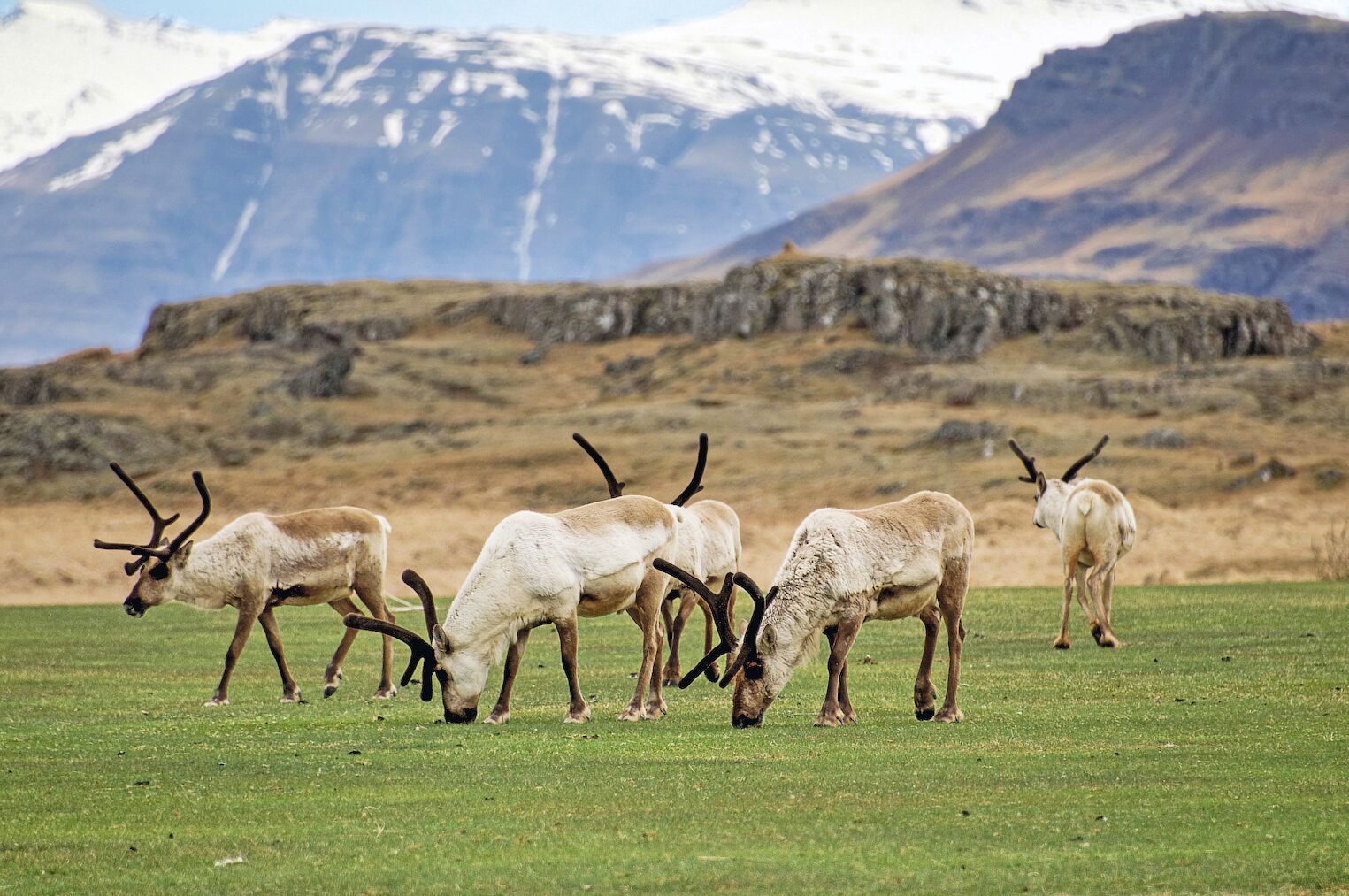 Groupe de rennes en Islande