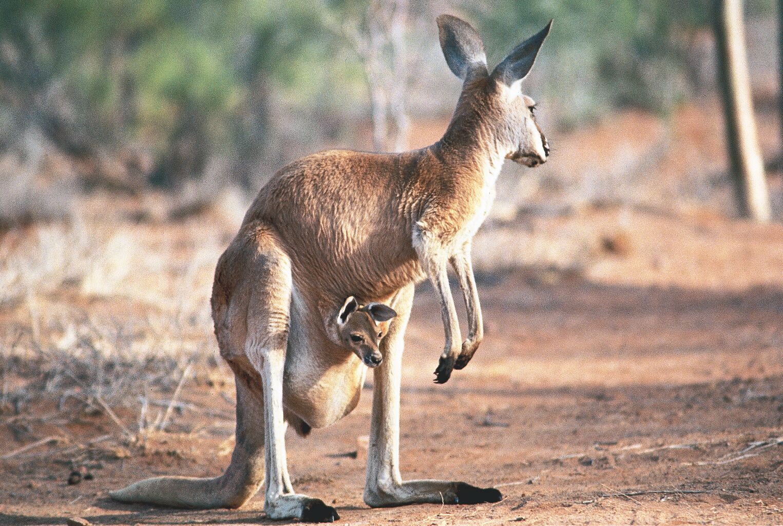 Kangourou en Australie