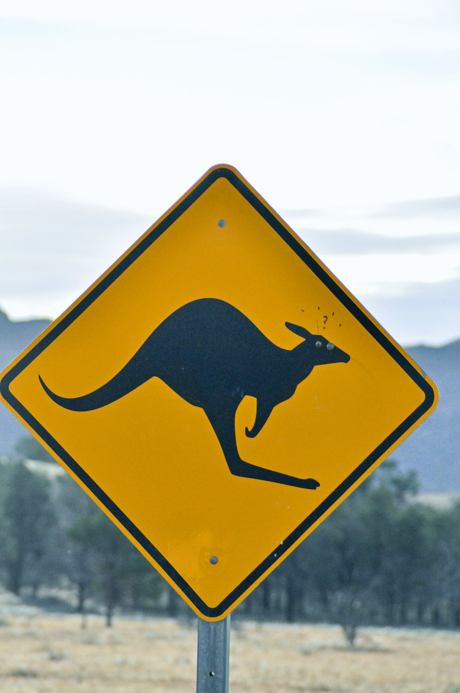 Attention aux kangourous en Australie