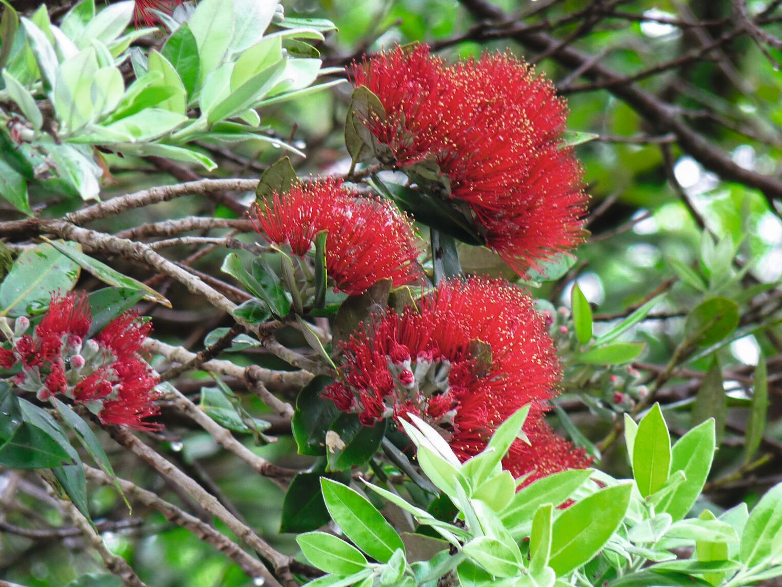 Des fleurs de pohutukawa, l'arbre emblématique de Nouvelle-Zélande