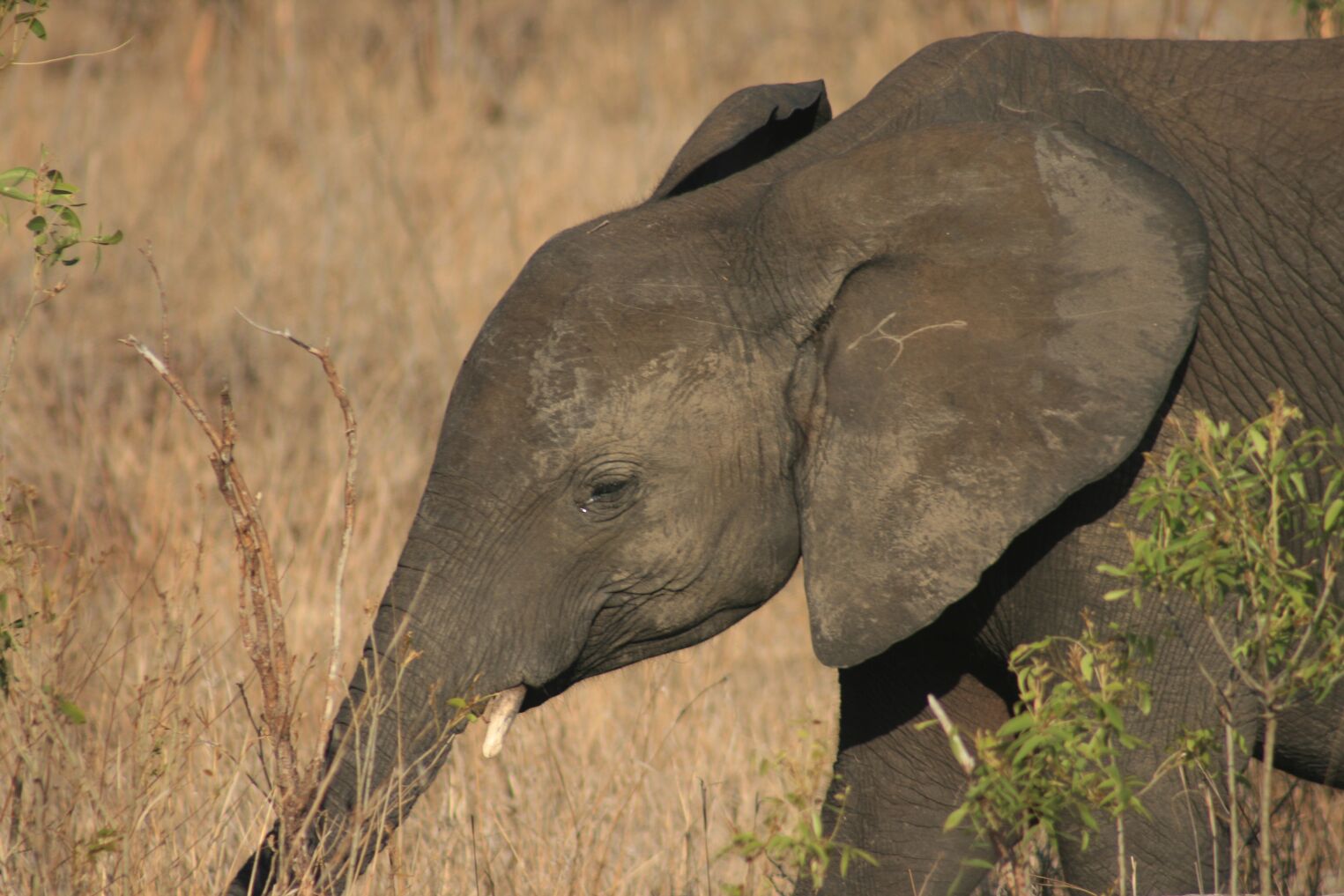 Éléphanteau dans le parc Kruger