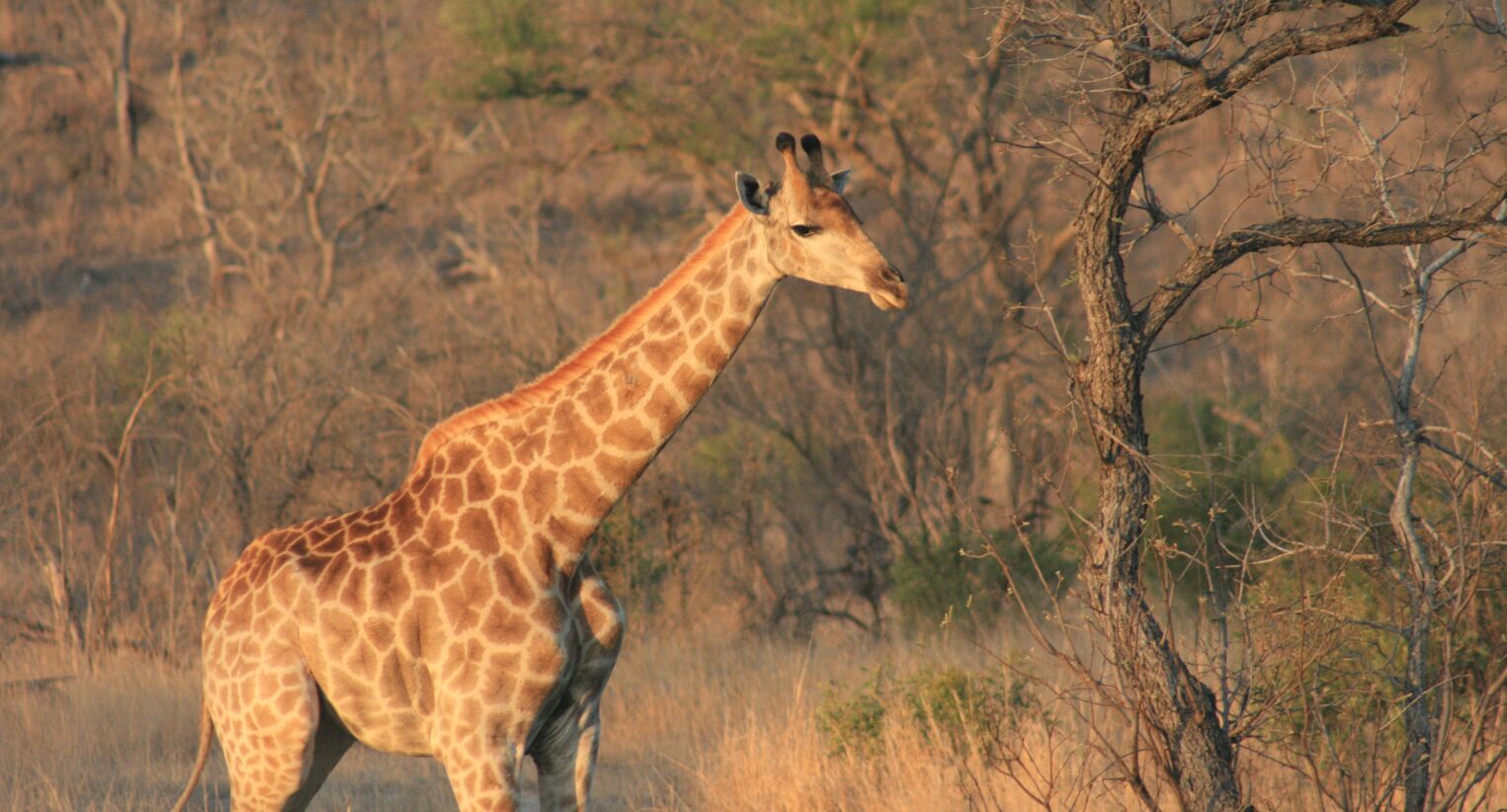 Girafe dans le parc Kruger
